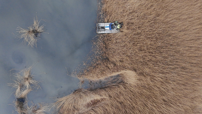 An aerial shot of reedbeds