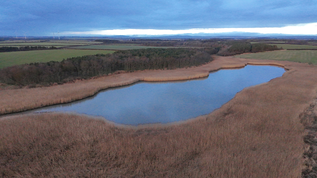 An aerial shot of reedbeds surrounding a small lake