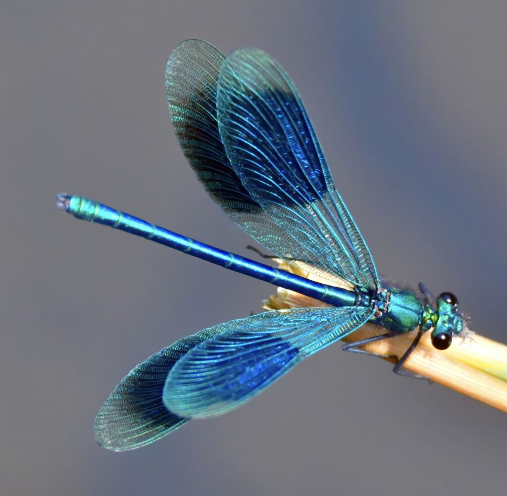 Blue Damselfly perched on a stem